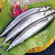 黃河刀魚