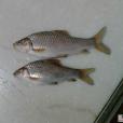 須棘吻魚 須棘吻魚