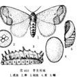 棗奕刺峨 棗奕刺峨