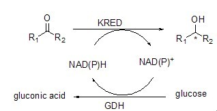 酮還原酶輔酶（NAD NADP)再生系統