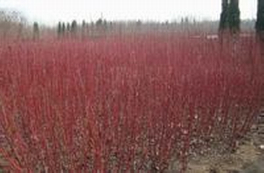 紅端木可用堆土法壓條繁殖