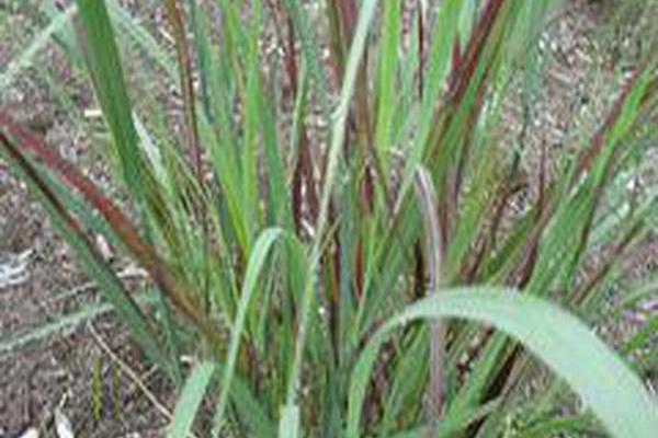Panicum \x27Prairie Fire\x27