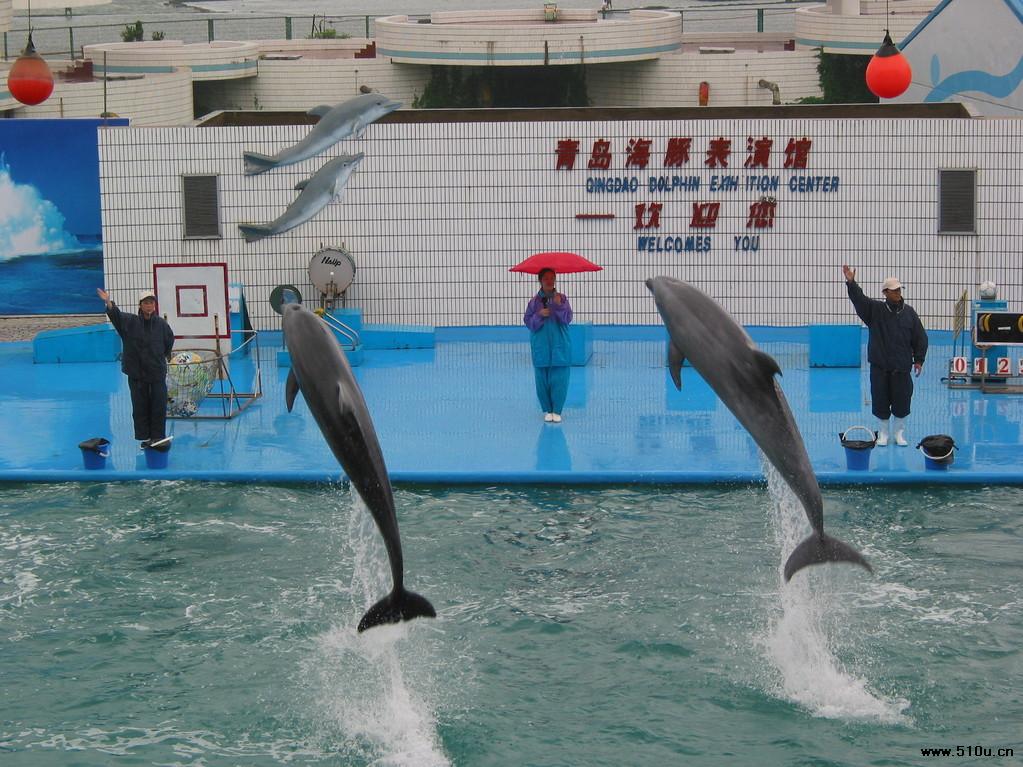 青島海豚館海豚表演