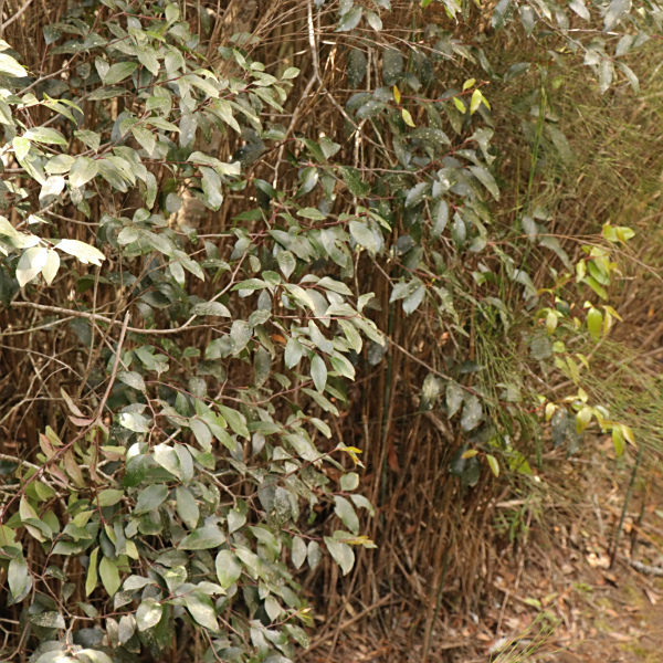 Pterocelastrus rostratus