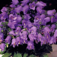 同鐘花 同鐘花