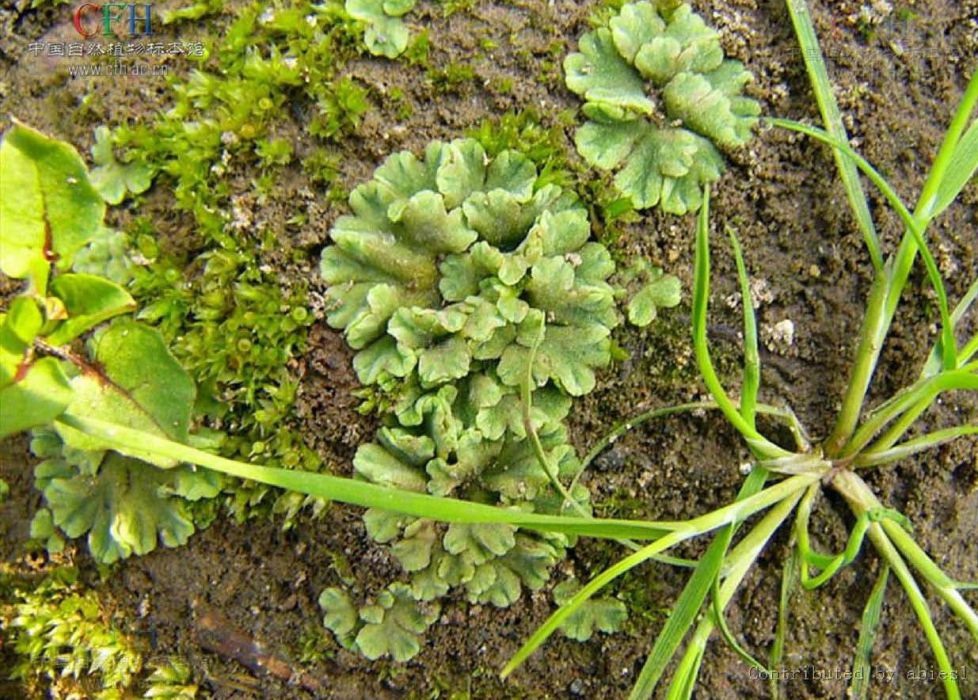 錢苔屬(錢蘚屬) 錢苔屬(錢蘚屬)