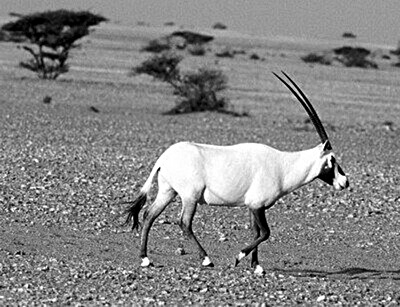 阿拉伯羚羊保護區