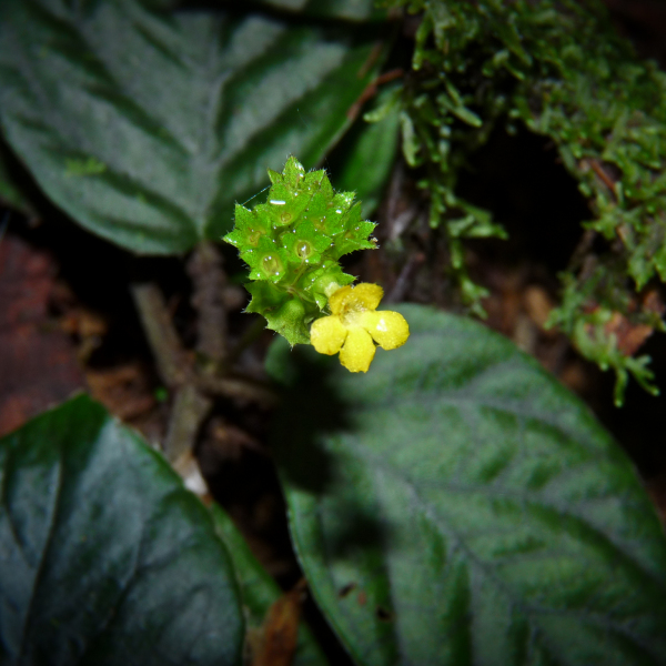 Cremosperma castroanum