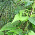 南木香(多年生草本植物)