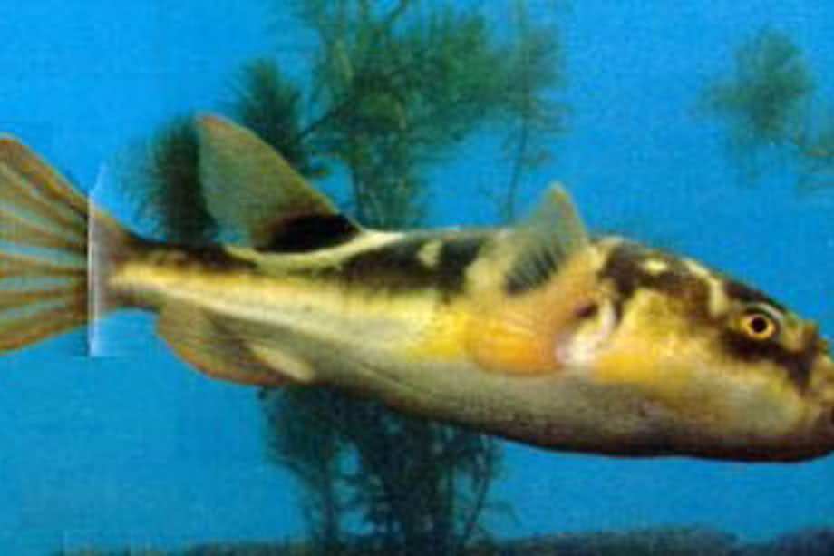 魚屯 魚屯