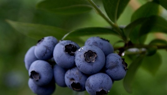 營養豐富的藍莓果