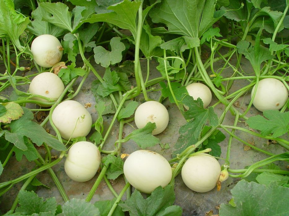桂甜瓜1號 桂甜瓜1號
