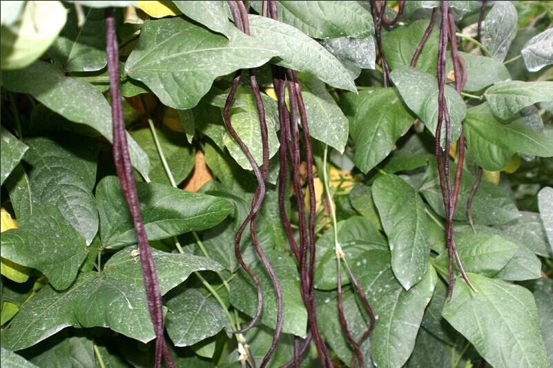 紫紅豇豆