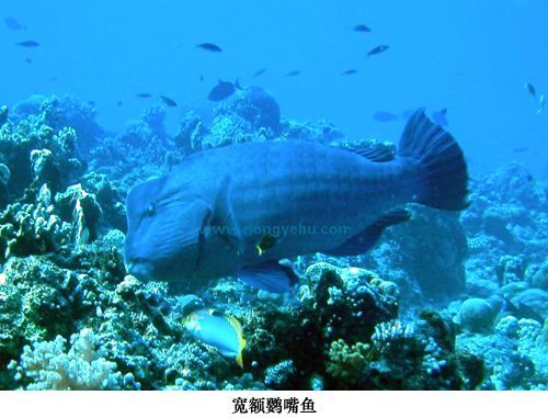 寬額鸚嘴魚