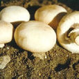 二孢蘑菇