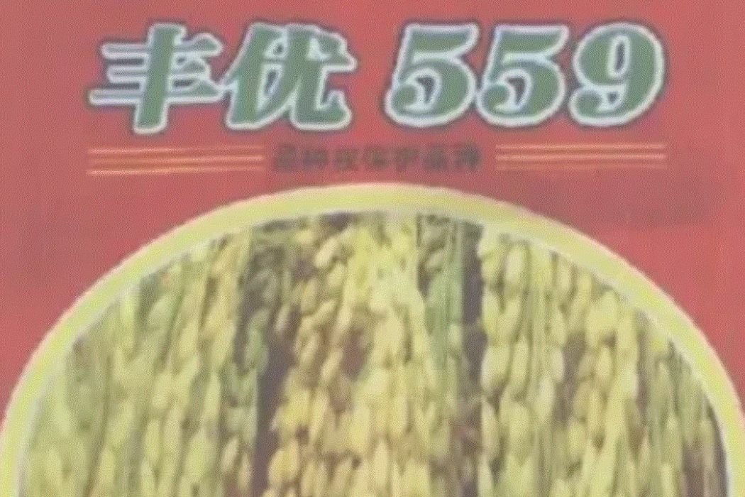 豐優559 豐優559