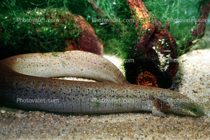 鰻螈