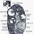內黃卵 內黃卵