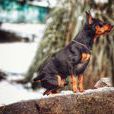 迷你杜賓犬(鹿犬)
