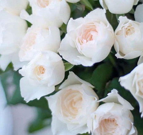 迷你白(薔薇科薔薇屬植物) 迷你白(薔薇科薔薇屬植物)