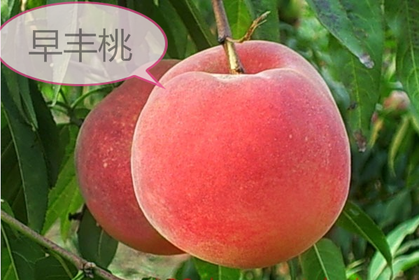 早豐桃苗 早豐桃苗