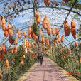 新寶莊村 新寶莊村