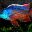 埃及豔后(觀賞魚) 埃及豔后(觀賞魚)