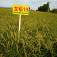 龍稻18