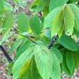 小勾兒茶屬 小勾兒茶屬