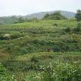 馬宗嶺村 馬宗嶺村