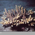 頭花杯形珊瑚