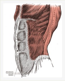 亨利·格林(1825–1861). 《人體解剖》