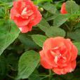 風仙花 風仙花