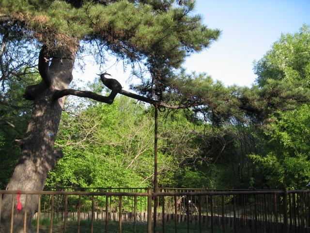 清昭陵內的型似鳳凰的古松樹(孫葉新攝影)
