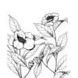 粗毛紅山茶 粗毛紅山茶