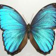 藍閃蝶(藍摩爾福蝶)