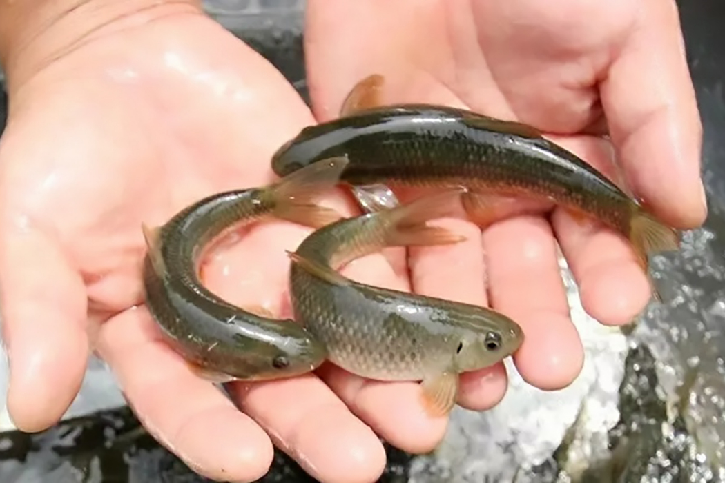 福祿泉水魚 福祿泉水魚