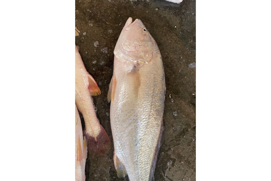 白姑魚屬 白姑魚屬