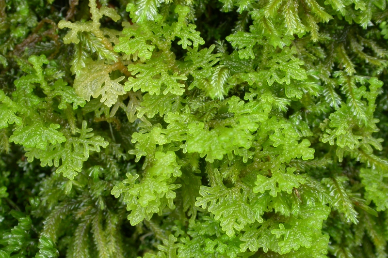 帶葉苔屬 帶葉苔屬