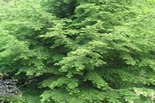 Tsuga caroliniana
