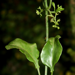 Struthanthus staphylinus