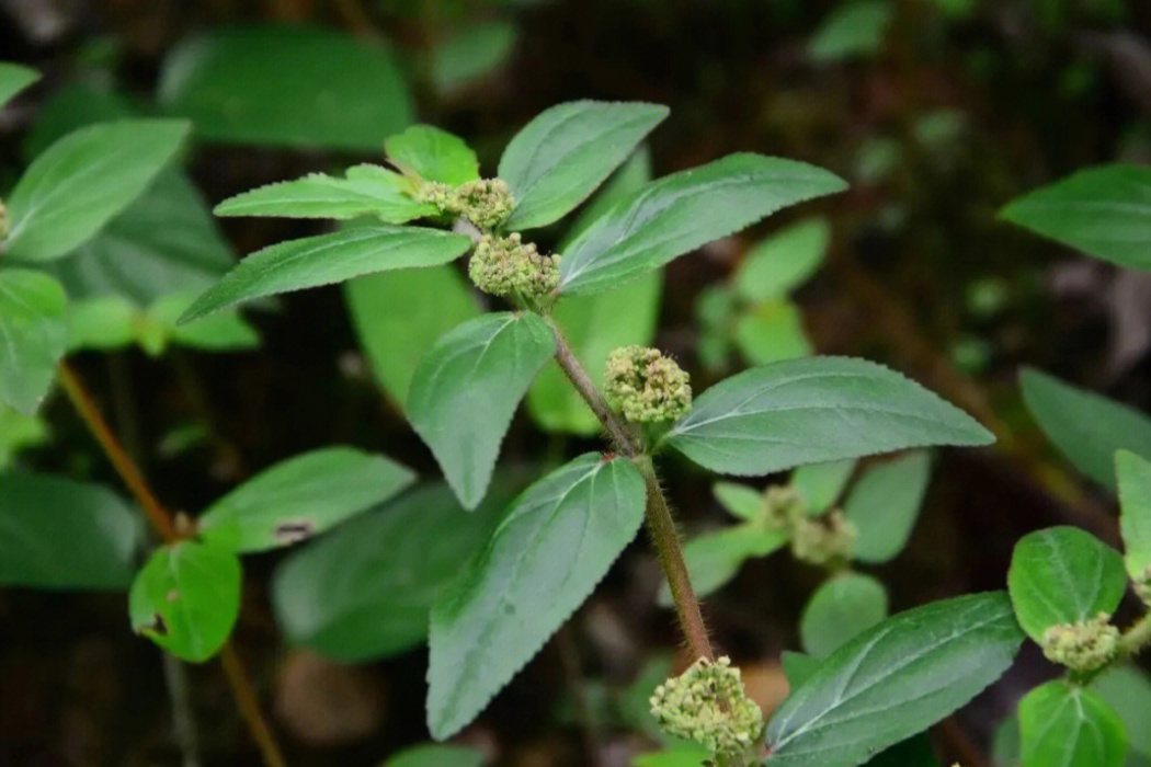 嶺南草藥 嶺南草藥