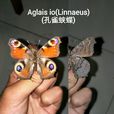 孔雀蛺蝶 孔雀蛺蝶