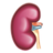 腎臟功能 腎臟功能