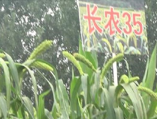 長農35號 長農35號