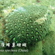 標準蜂巢珊瑚