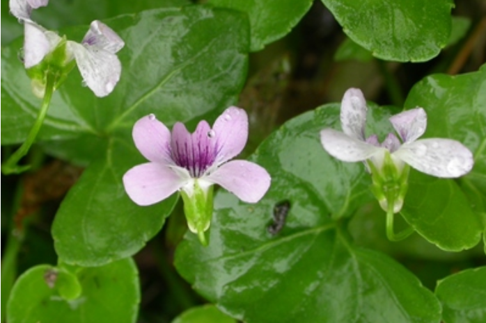 垂果堇菜 垂果堇菜