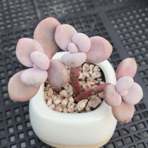 粉球美人 粉球美人