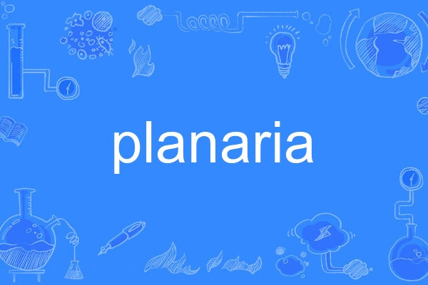 planaria planaria