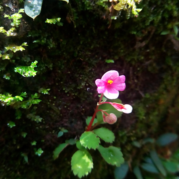Begonia hymenophylla